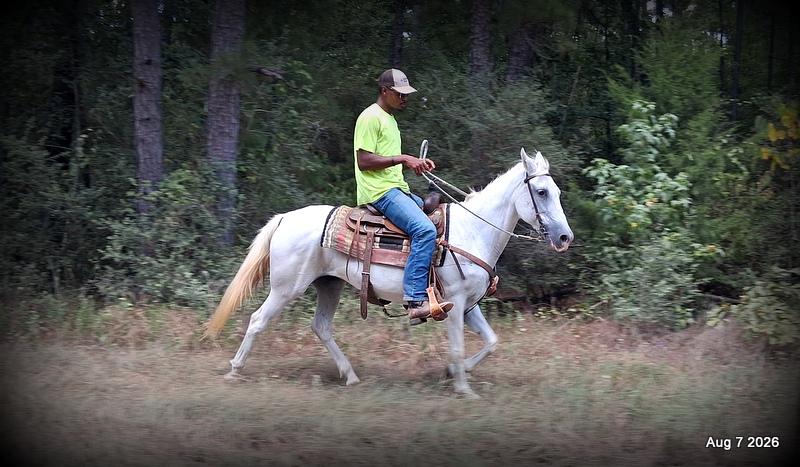 💚Wisp • Beginner Safe, Smooth & Dependable Trail Mare💚