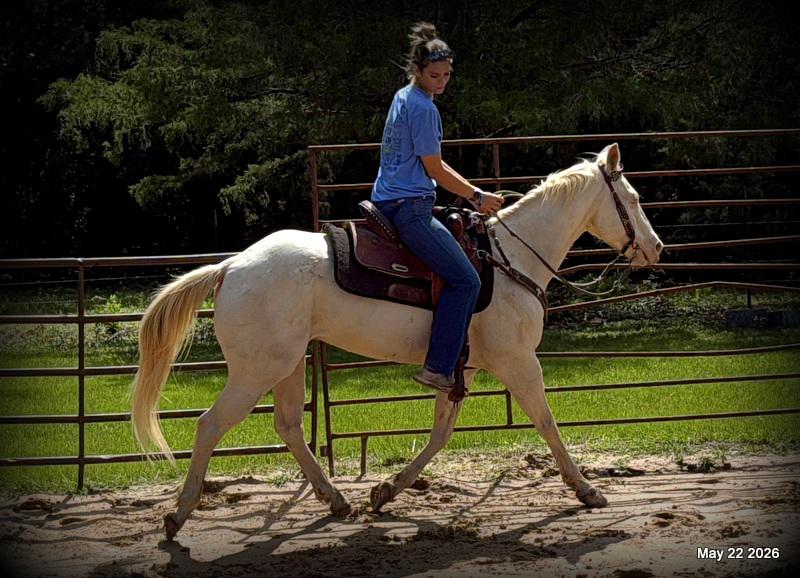 💚Prince💚Meet Prince: Your Dream Riding Partner! 👑