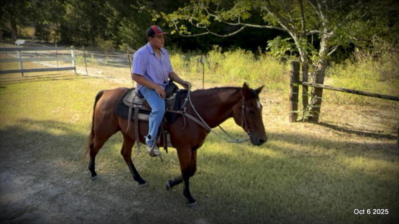 🌟 Meet Brownie – Your All-Around Ranch and Trail Partner 🌟