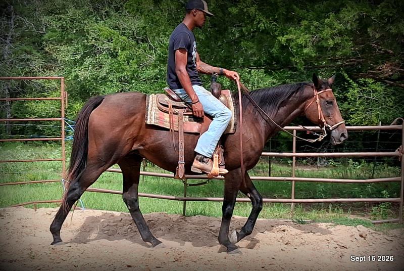 💚 Cat | Kid & Beginner Safe Family Trail Mare