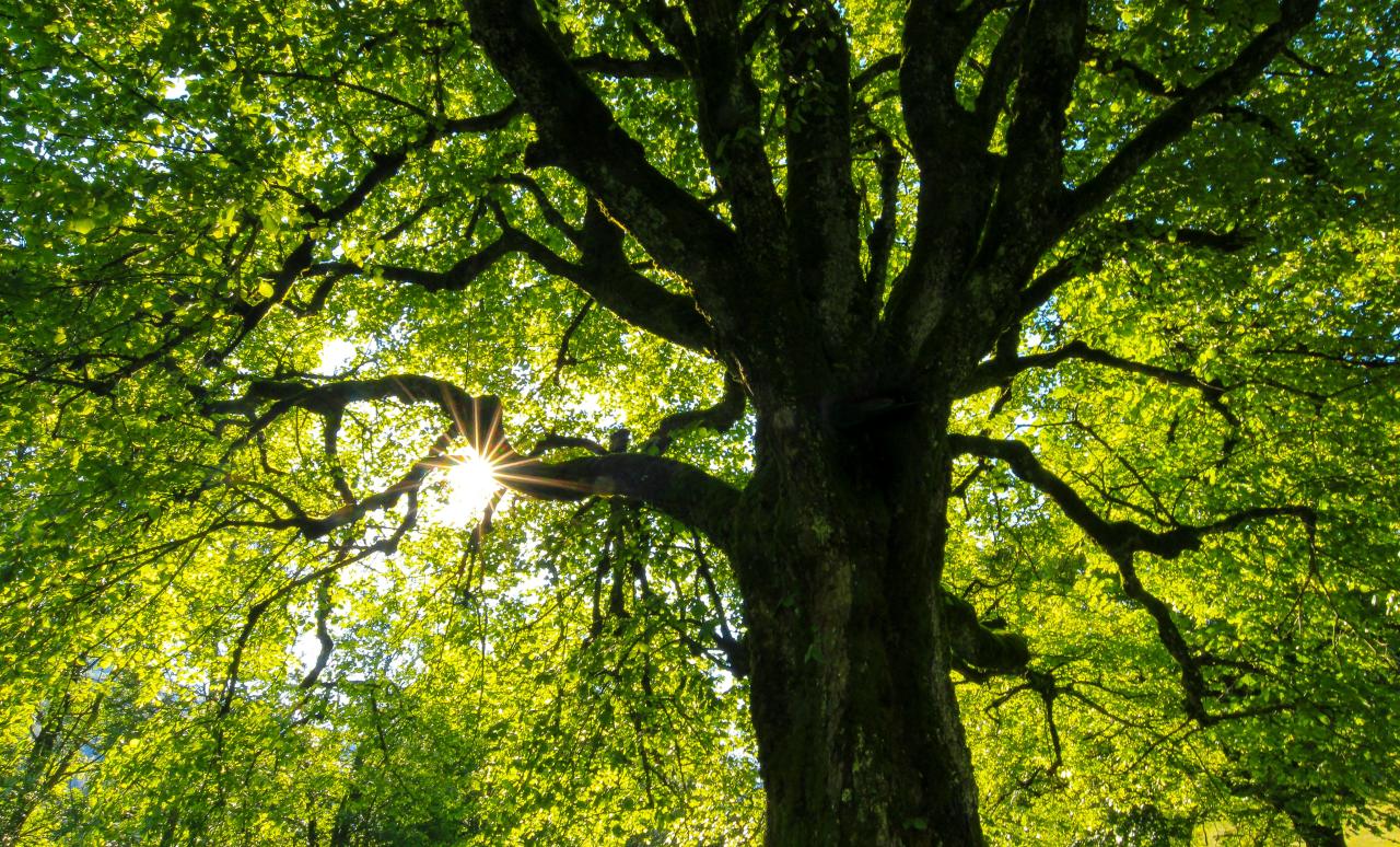 Why Choose Fosters Tree Service?