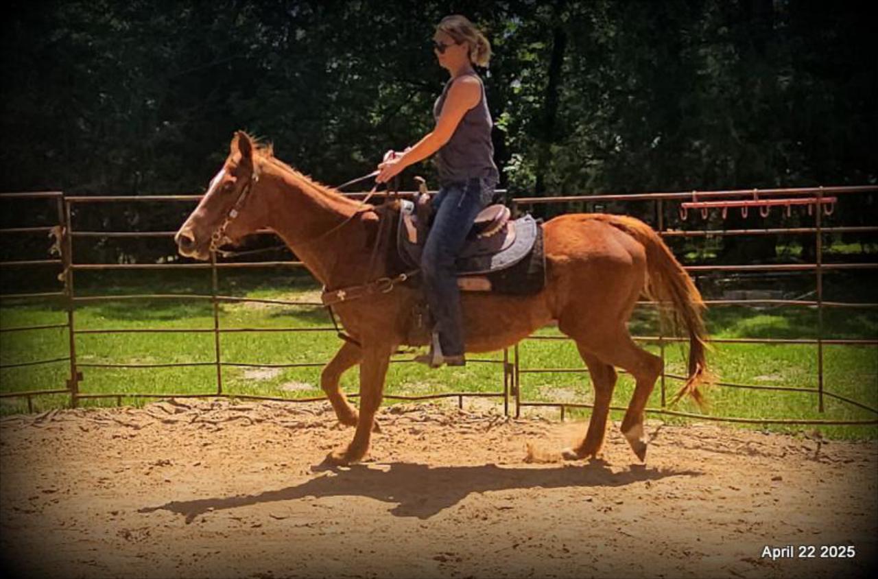 Belle’s Story: A Heart That Never Gave Up