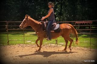 Belle’s Story: A Heart That Never Gave Up