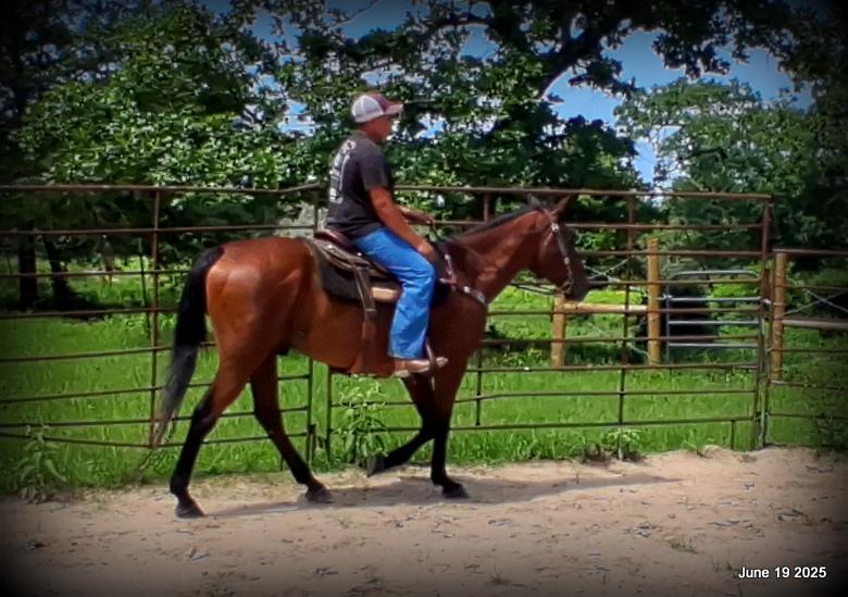 Sammy – A Comeback Story with a Heart of Gold