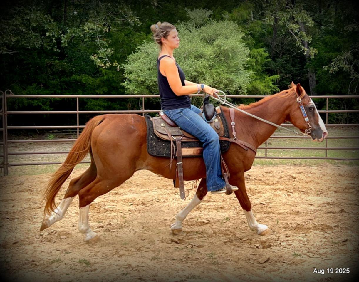 Cooper Amazing Beginners Horse