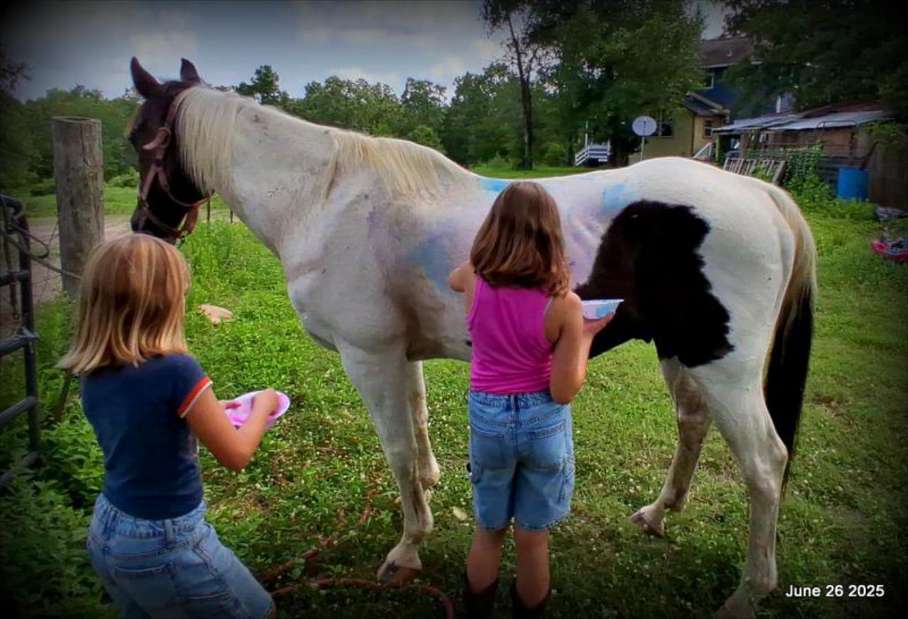 Meet Patrick – The Perfect Family Gelding!