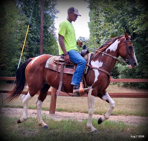 💛Milly • Confident, Smooth & Ready for the Trail 💛