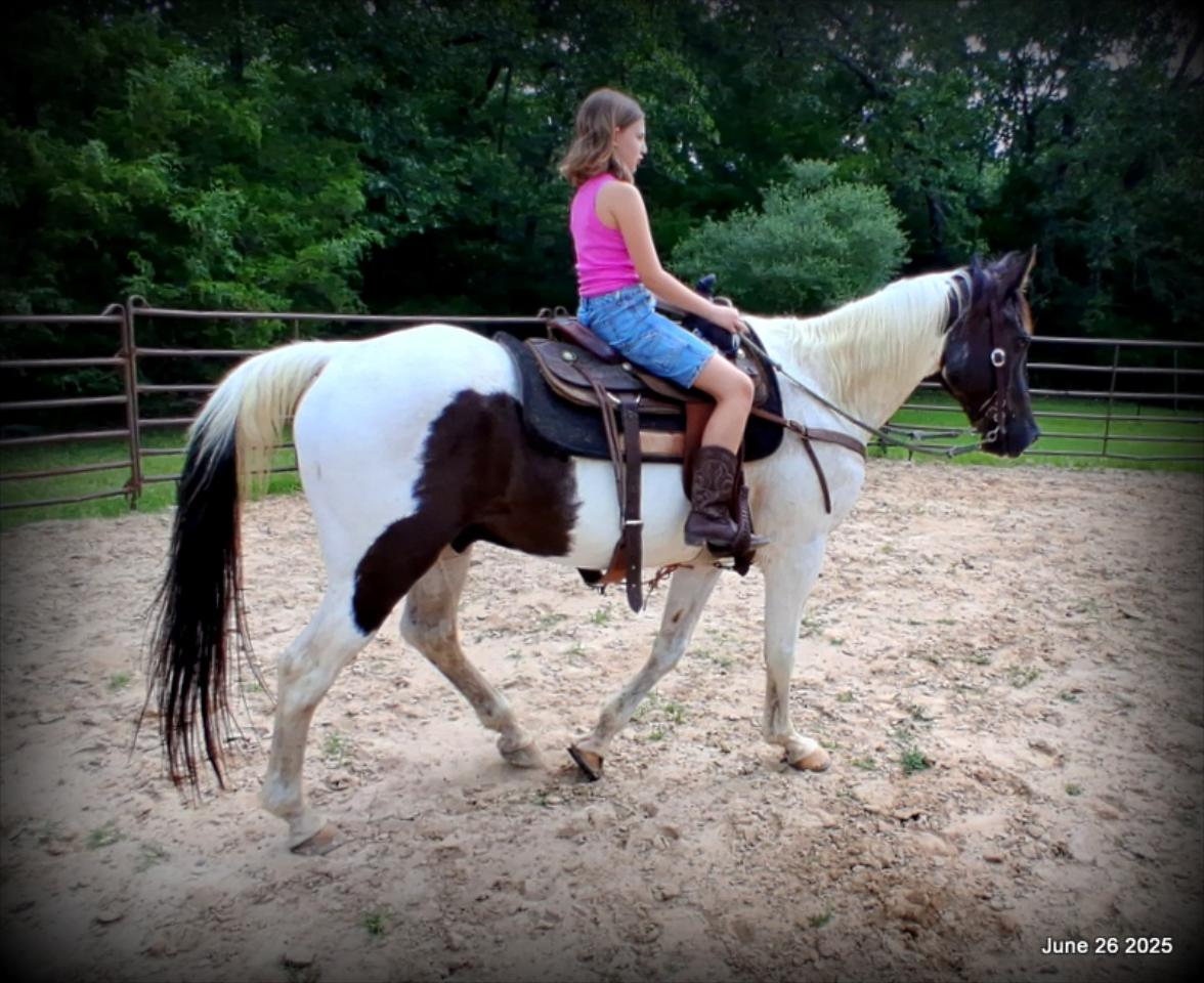 Meet Patrick – The Perfect Family Gelding!