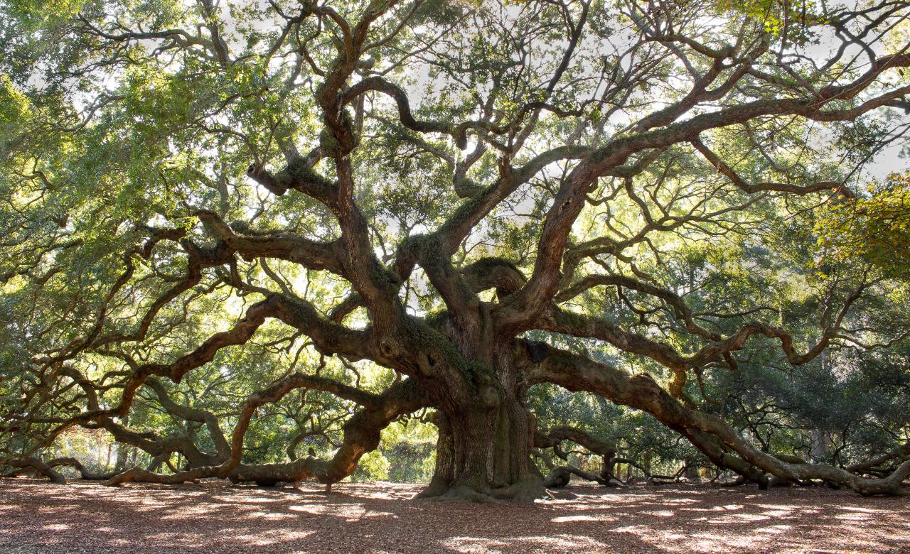 What are the different types of trees in Metairie, LA?