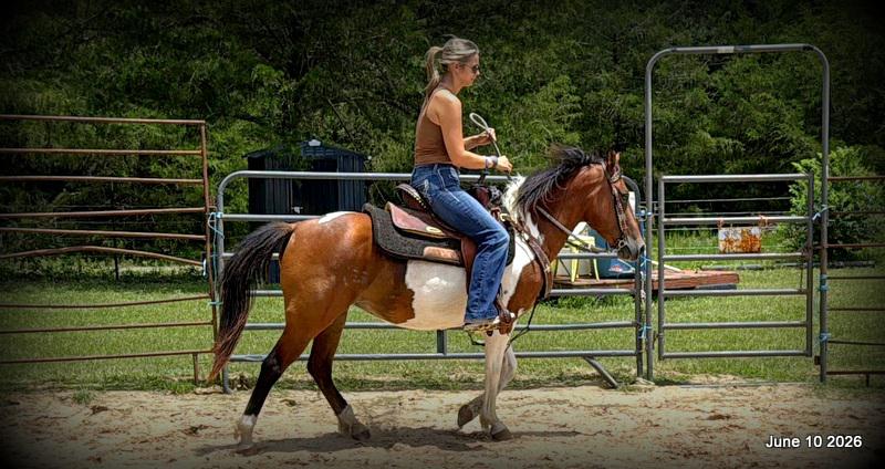 🧡Coca🧡Solid, Sensible Trail Mare 🌟