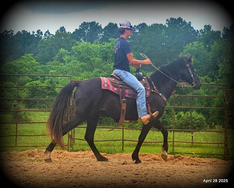 Midnight ***Gentle, Gaited Trail Gelding