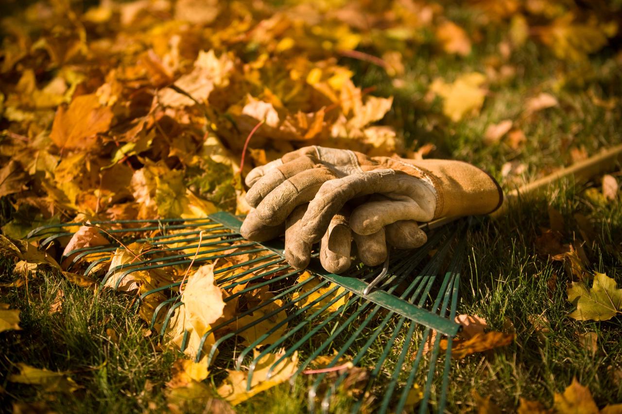 Seasonal Clean Up