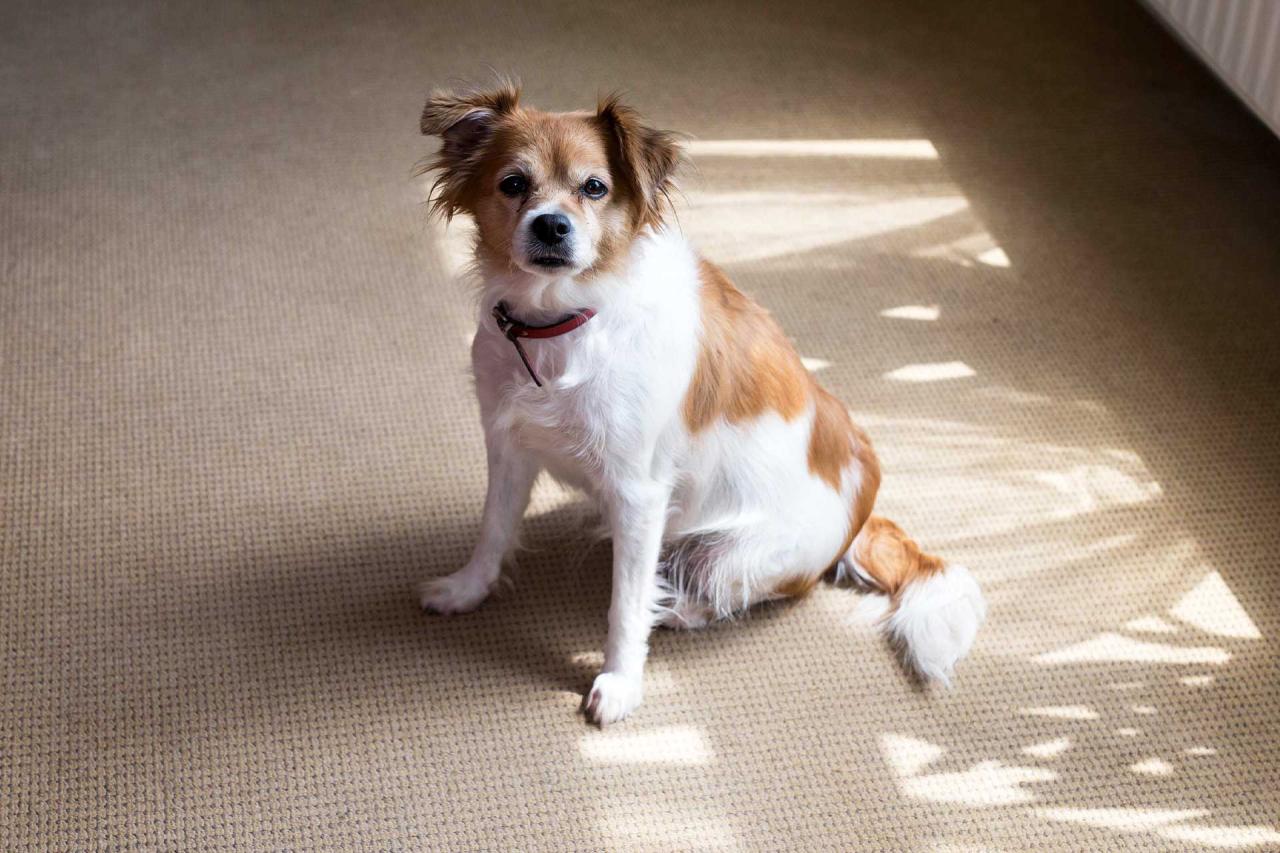 Pet Stain & Odors
