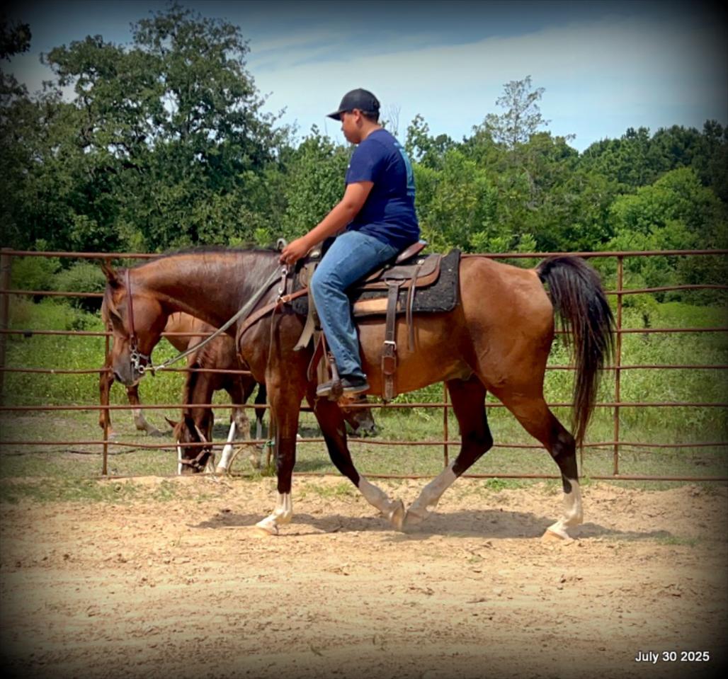 Cash- 11 Year Old Arabian Cross