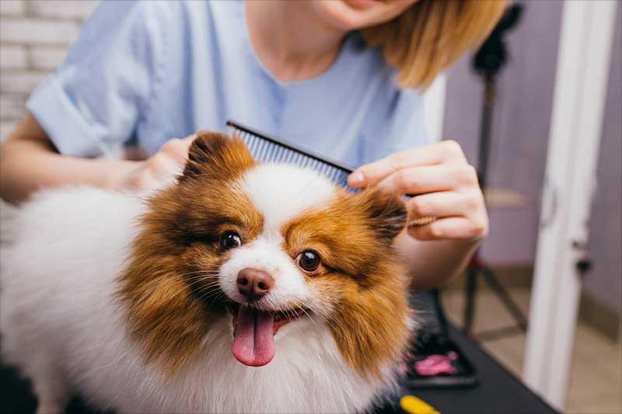 Full-Service Grooming