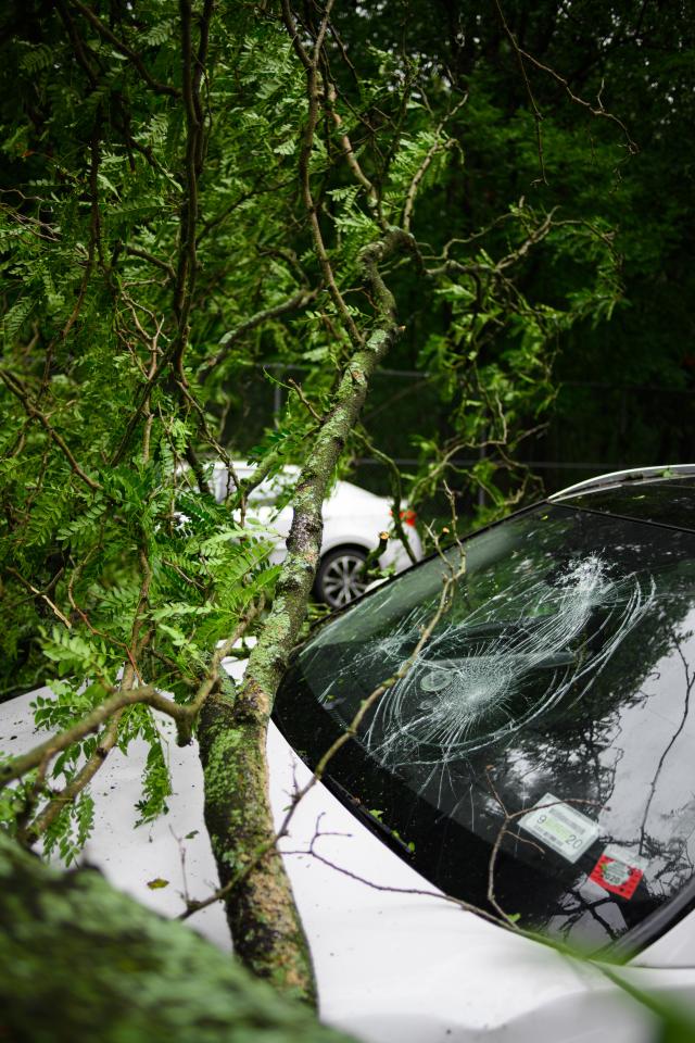 Clean Ups &amp; Emergency Tree Services&nbsp;