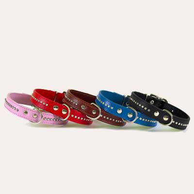 Dog Collar Collection