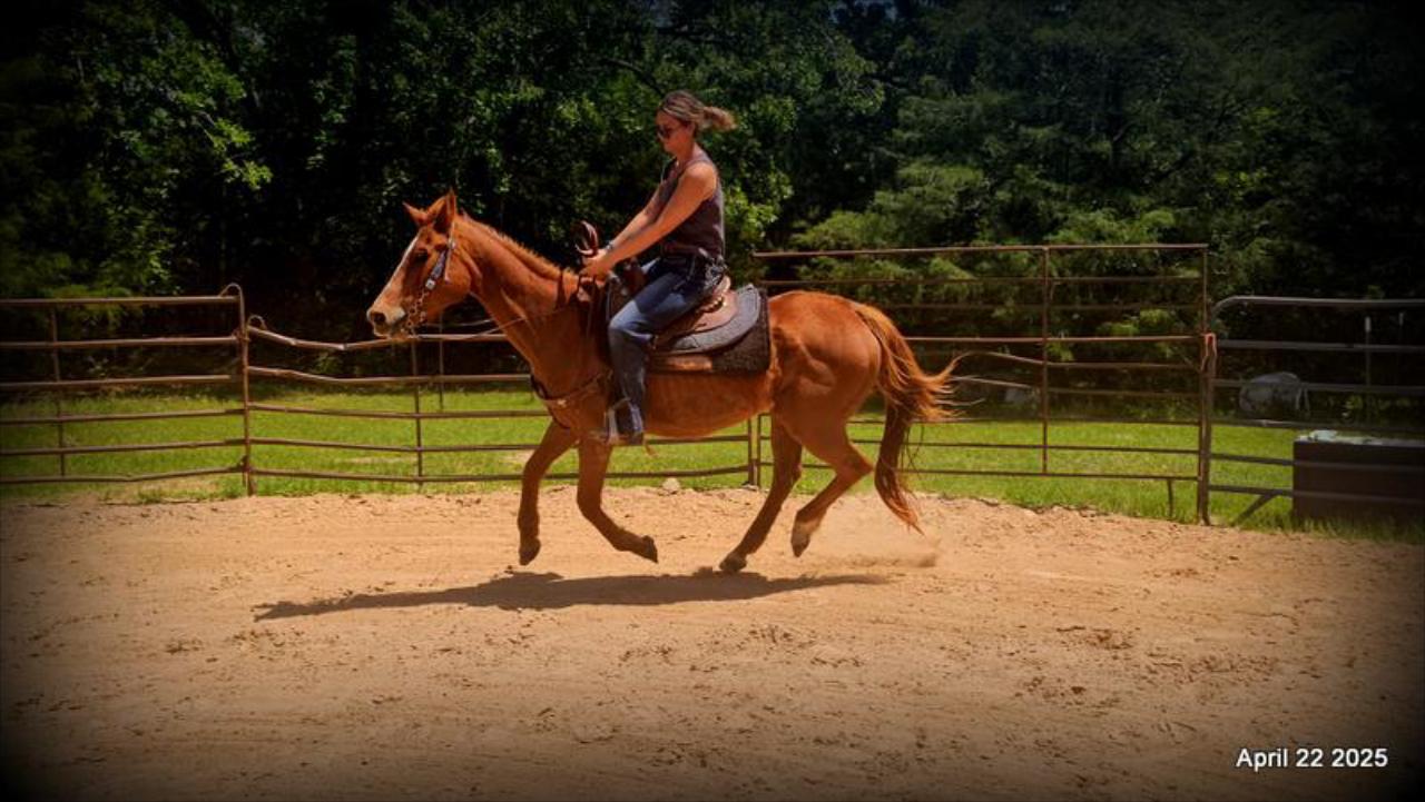 Belle’s Story: A Heart That Never Gave Up