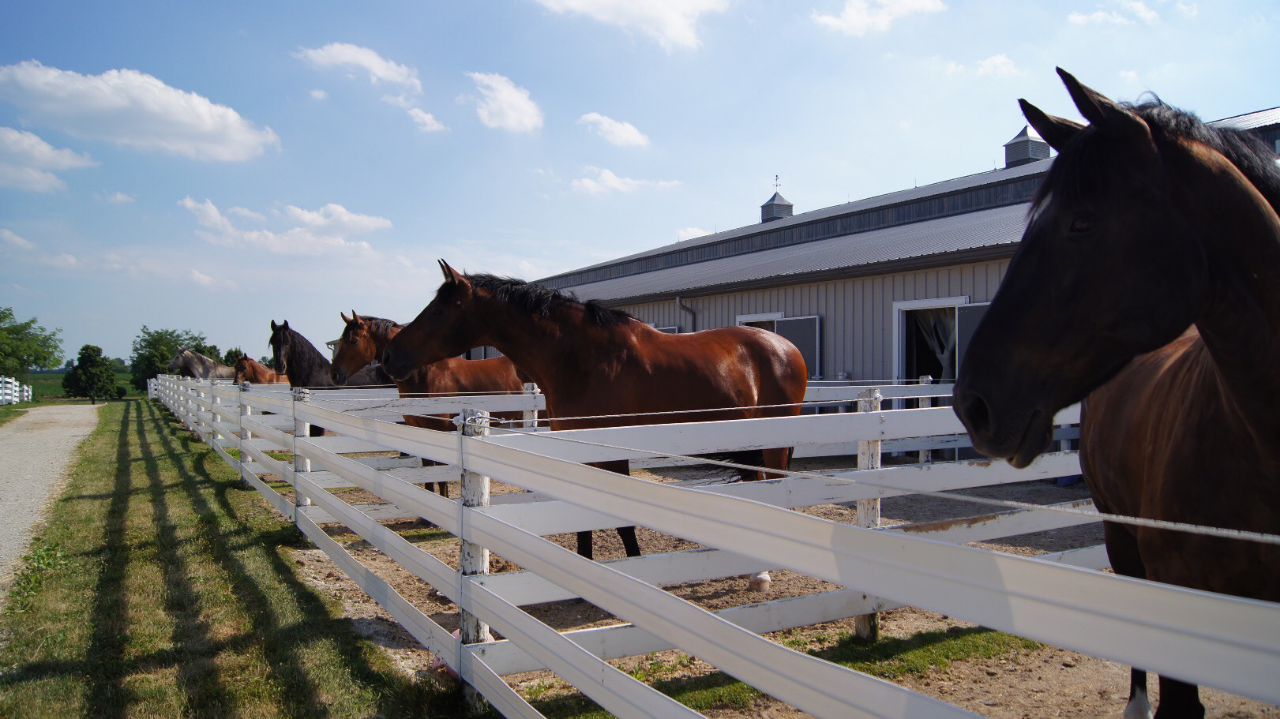 Horse Bedding