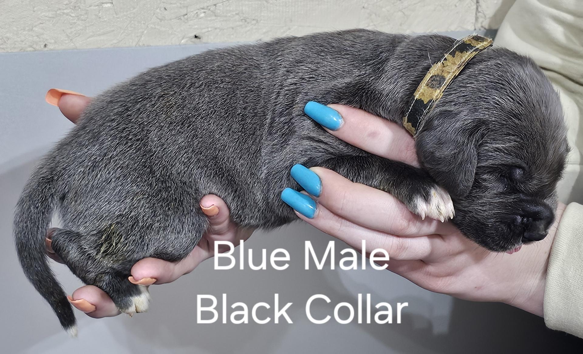 Blue Male Black Collar (SOLD)