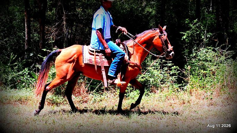 💚Sable • Beginner Safe & Family Safe Mare💚