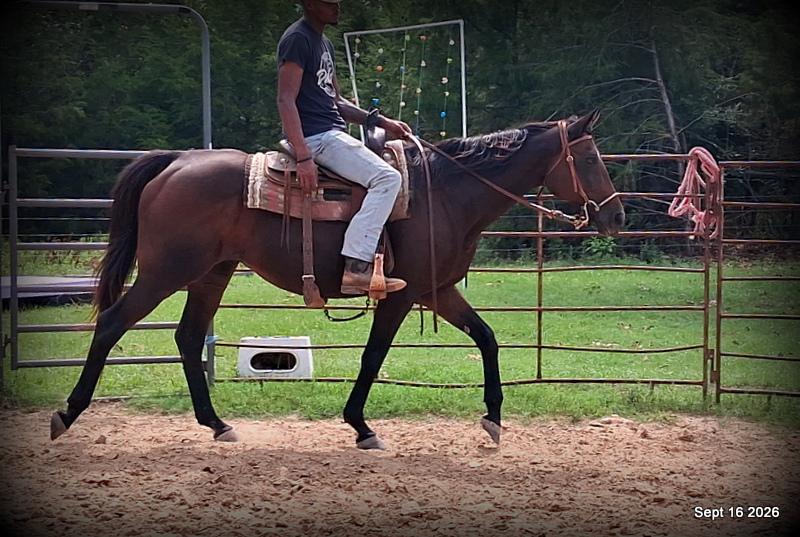 💚 Cat | Kid & Beginner Safe Family Trail Mare