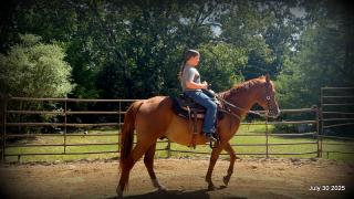 Smart Little Buzz AKA hawk