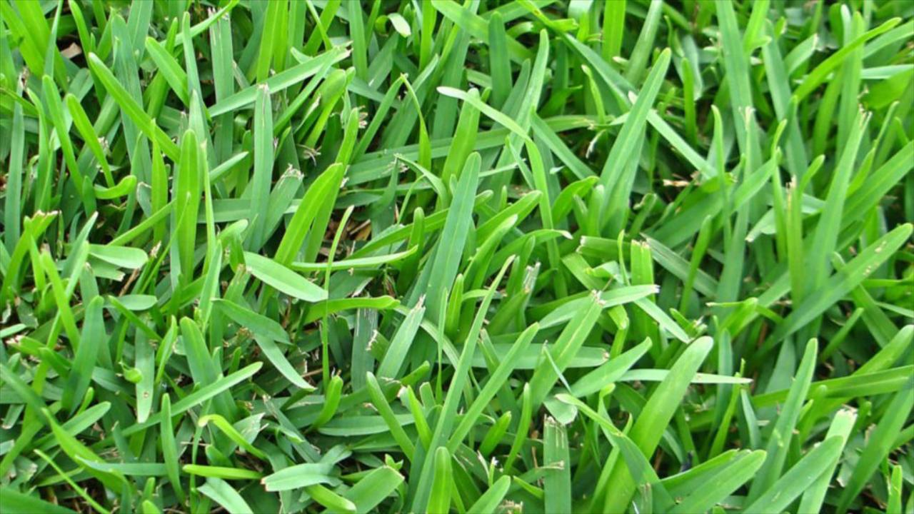 How To Care For St. Augustine Grass