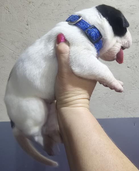 Piebald Male Blue Collar (SOLD)