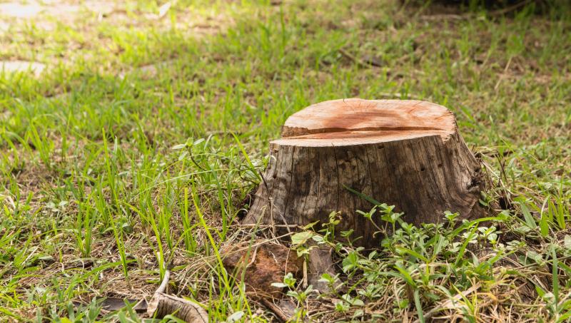 Stump Grinding