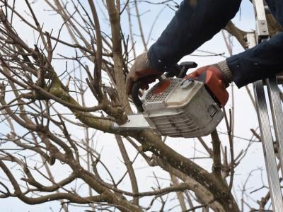 Tree Trimming