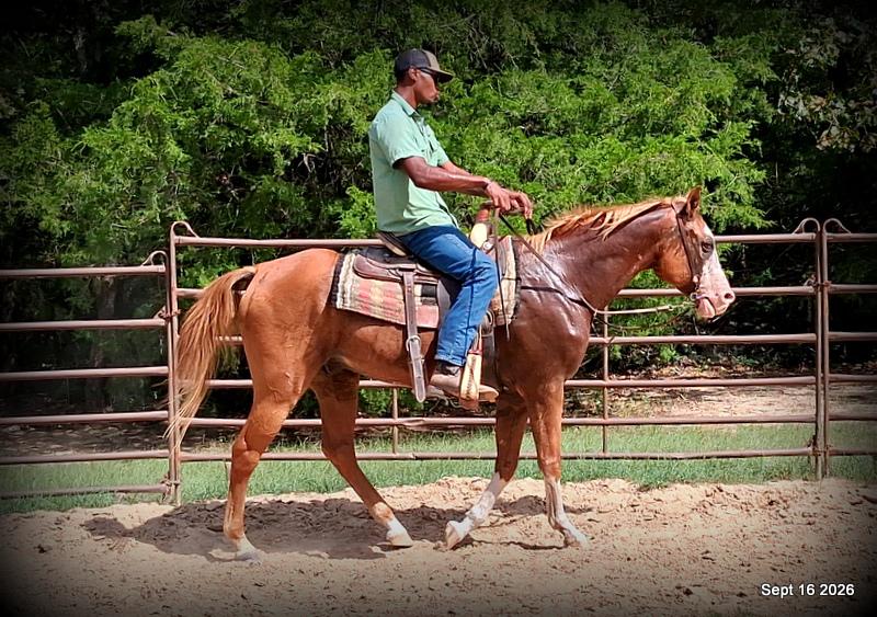 💚 Rocky | Kid-Safe Family Trail Gelding