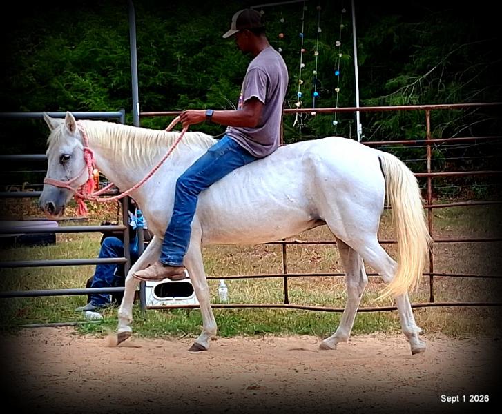 💛 🐴 Wisp • Beginner Safe, Smooth & Gentle Trail Mare 💛