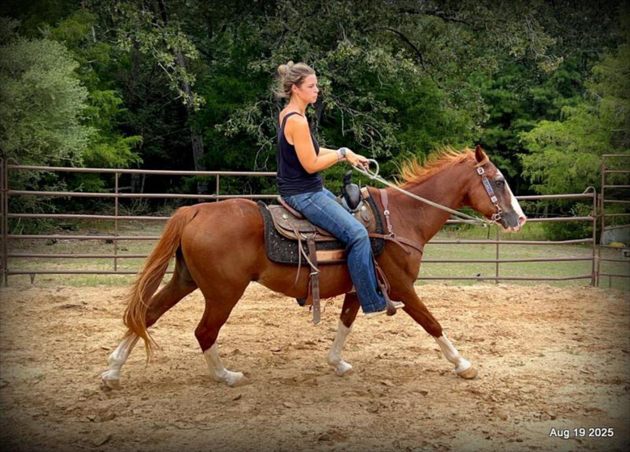Cooper Amazing Beginners Horse