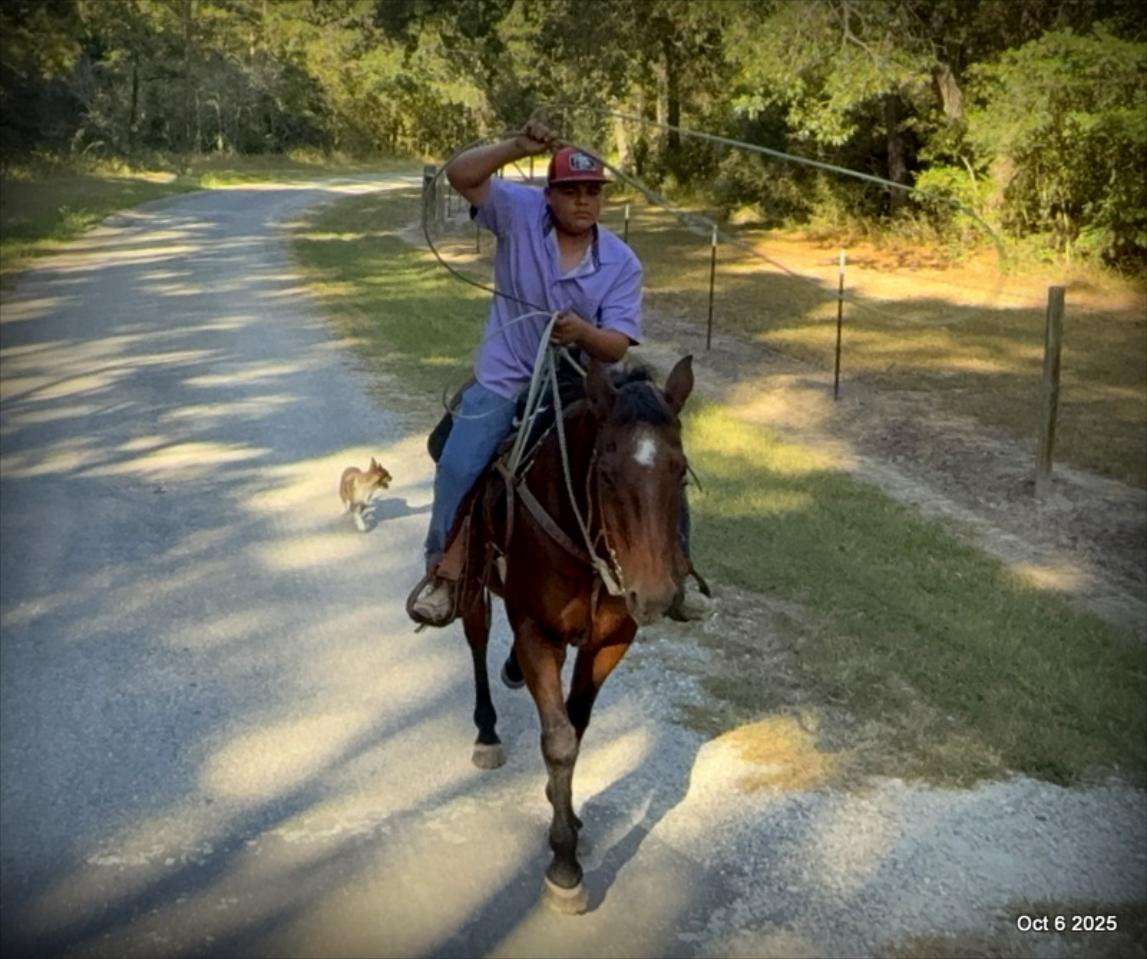🌟 Meet Brownie – Your All-Around Ranch and Trail Partner 🌟