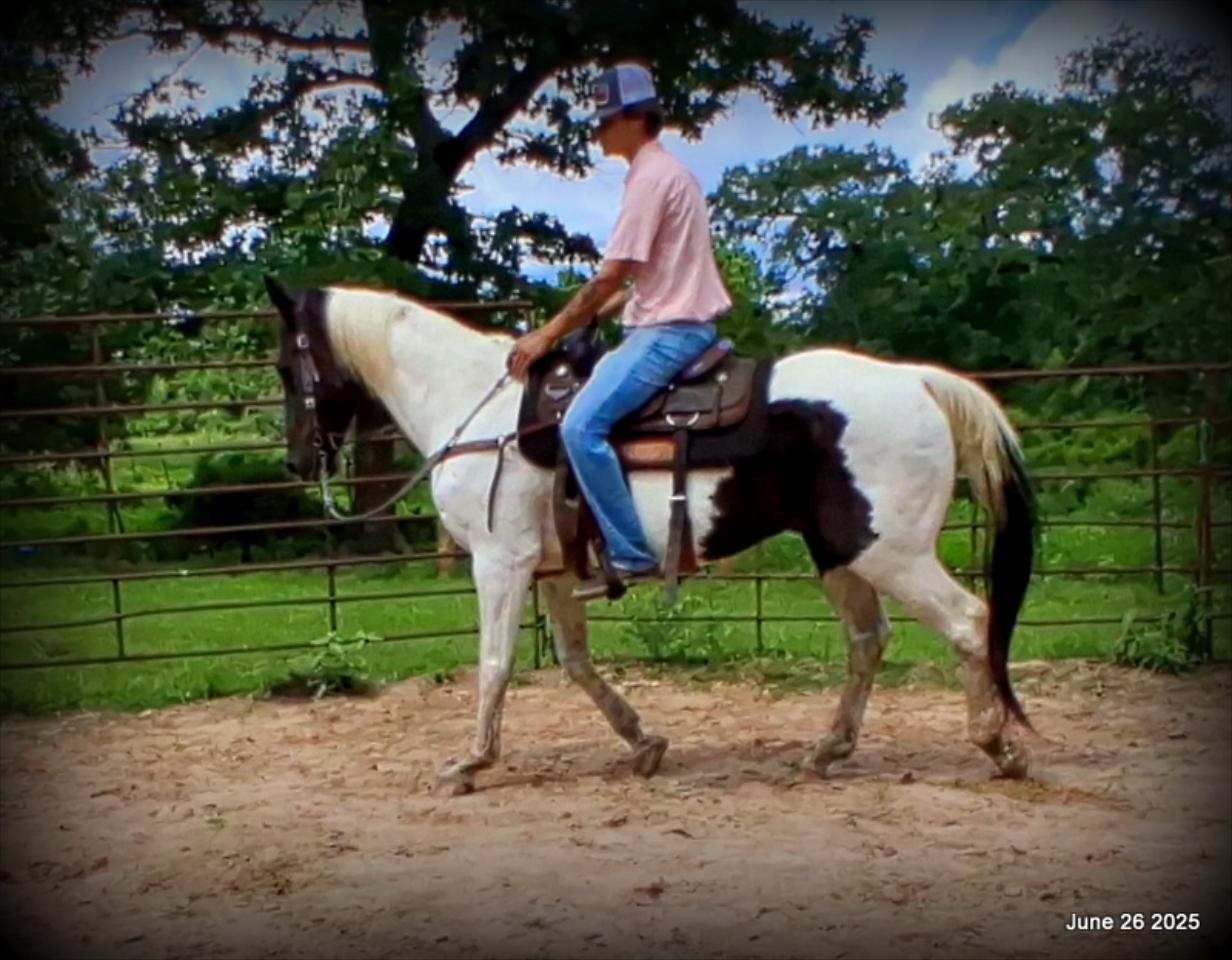 Meet Patrick – The Perfect Family Gelding!