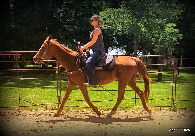 Belle’s Story: A Heart That Never Gave Up