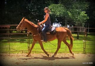 Belle’s Story: A Heart That Never Gave Up