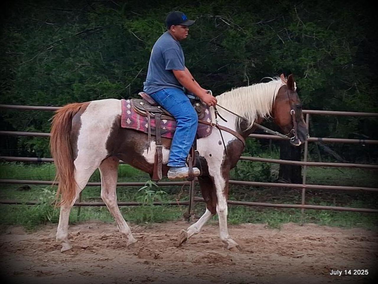 Jazzy – Beautiful Paint Mare with a Heart of Gold