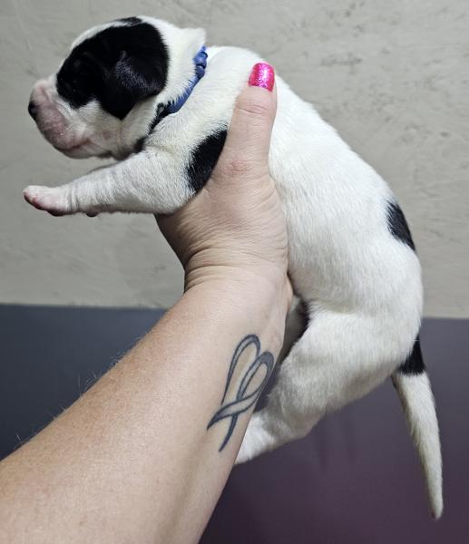 Piebald Male Blue Collar