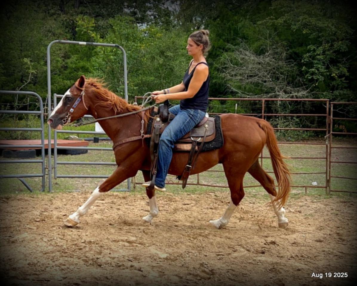 Cooper Amazing Beginners Horse