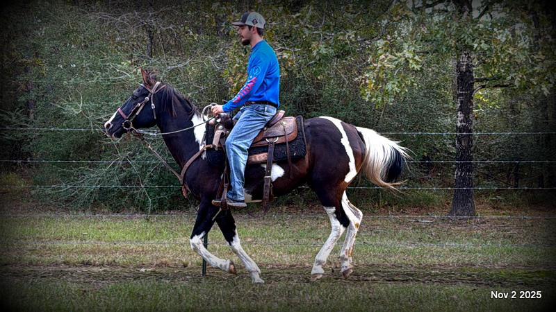 🧡Ragan🧡🎄 ✨ A Christmas Dream Horse Looking for Her Forever Home ✨ 🎄