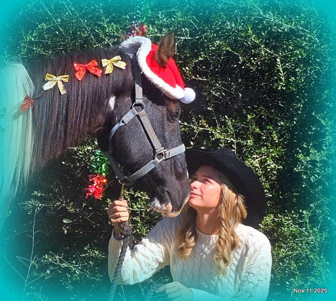 🧡Ragan🧡🎄 ✨ A Christmas Dream Horse Looking for Her Forever Home ✨ 🎄