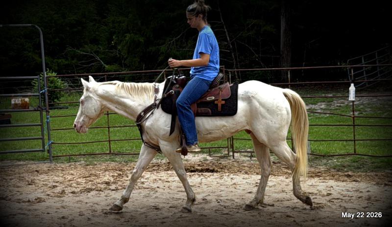 💚Prince💚Meet Prince: Your Dream Riding Partner! 👑