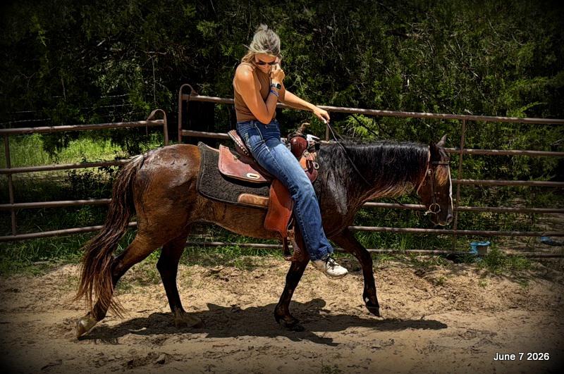 💛Bugs💛Smooth-Gaited Trail Mare 🌟