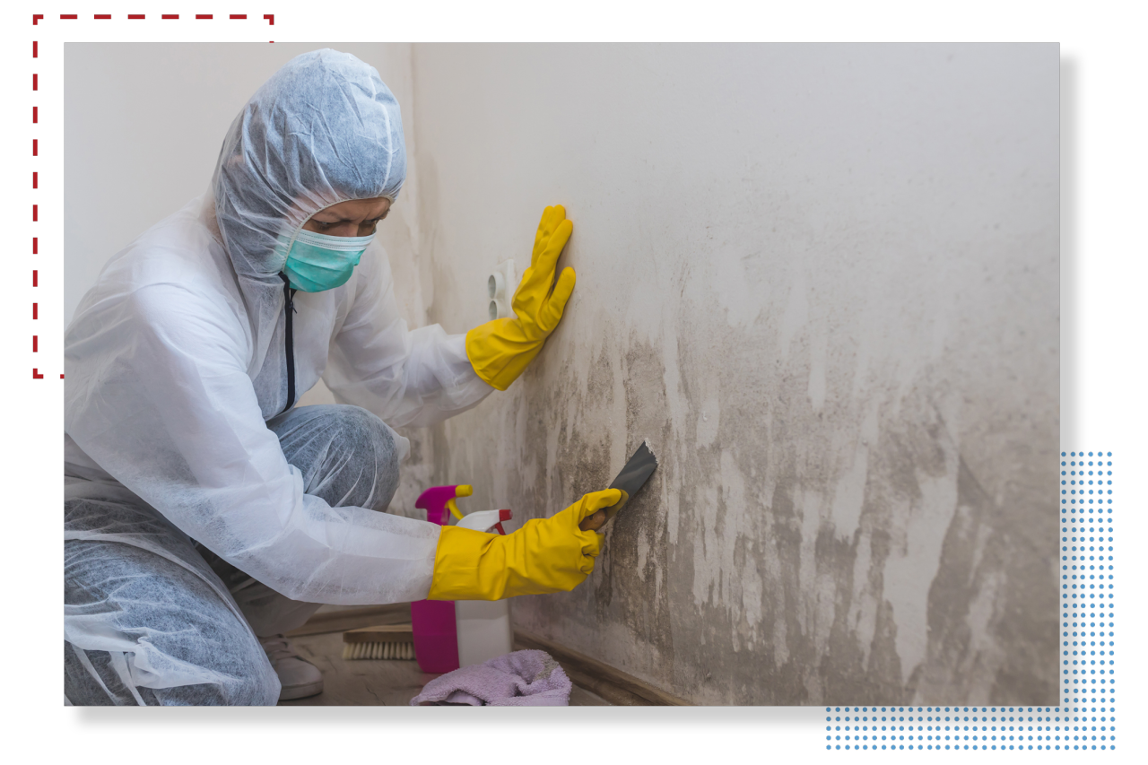 Mold Abatement Removal