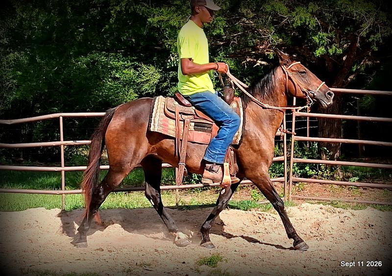 💚 Pop-tart Kid Safe & Family Safe Mare💚