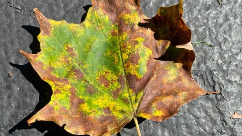 Tree and Plant Diagnosis