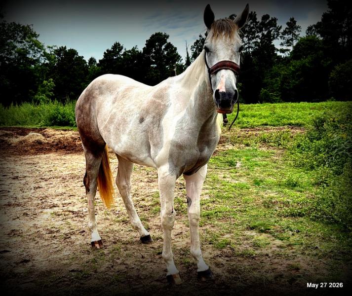 Milkshake Exceptional Young Filly Prospect 🌟