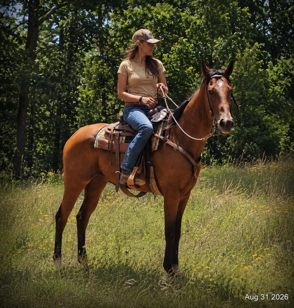 💚🐴 River • Sensible, Responsive & Confidence-Building Trail Mare💚